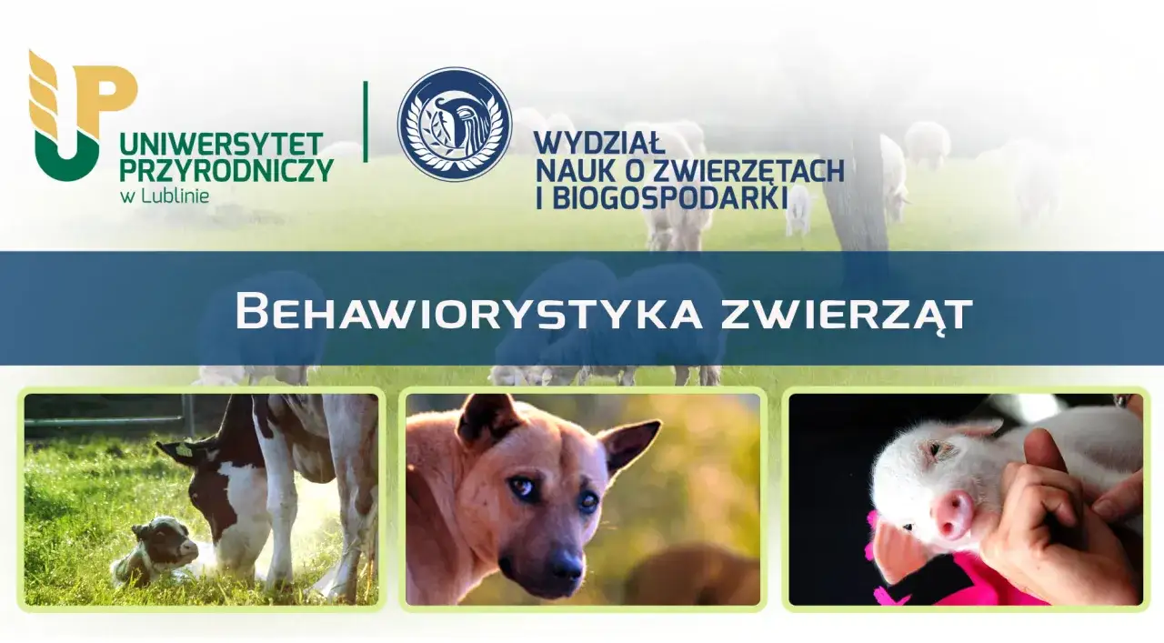 Uniwersytet Przyrodniczy w Lublinie oferuje studia z behawiorystyki zwierząt. Zobacz urocze cielątko, psa i prosiaczka.