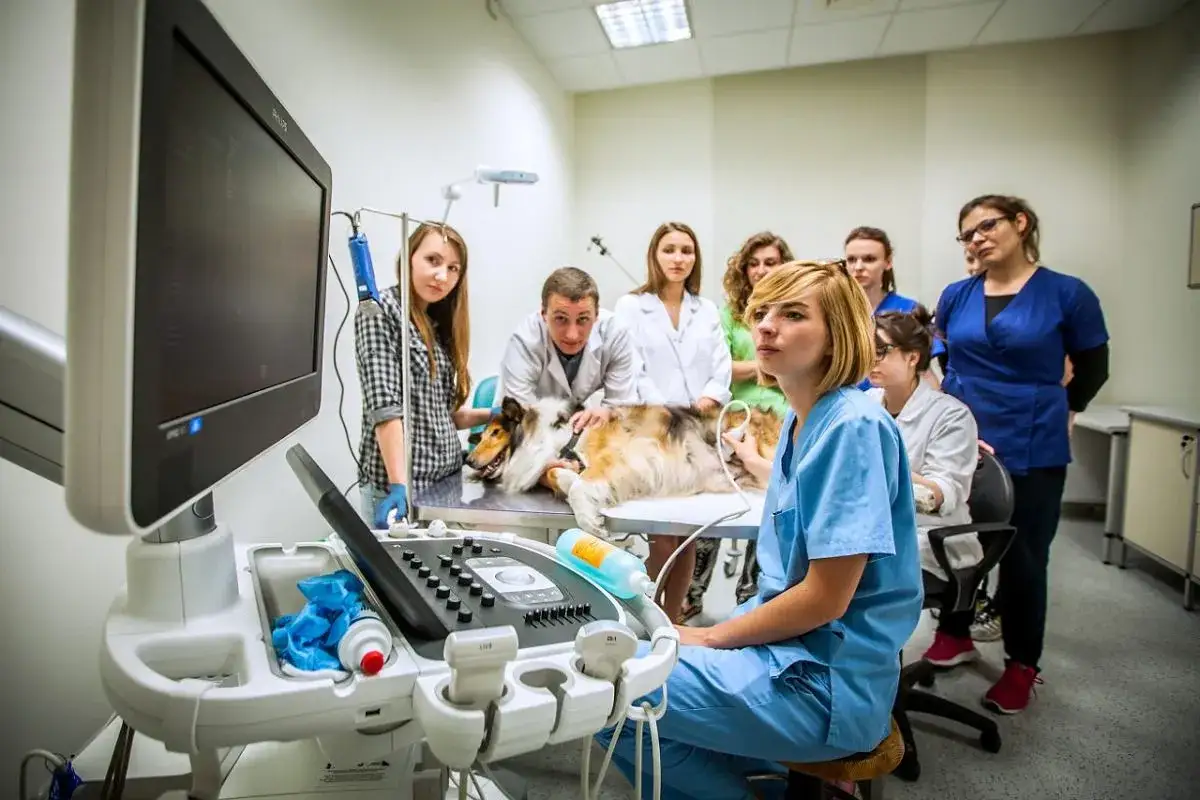 Studenci weterynarii uczą się obsługi aparatu USG na psie. Grupa młodych ludzi w fartuchach obserwuje badanie.